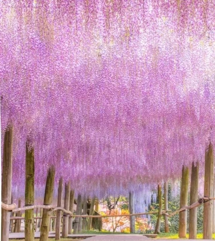 The Wisteria Tunnel