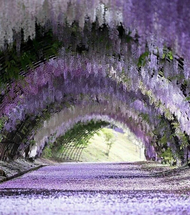 The Wisteria Tunnel