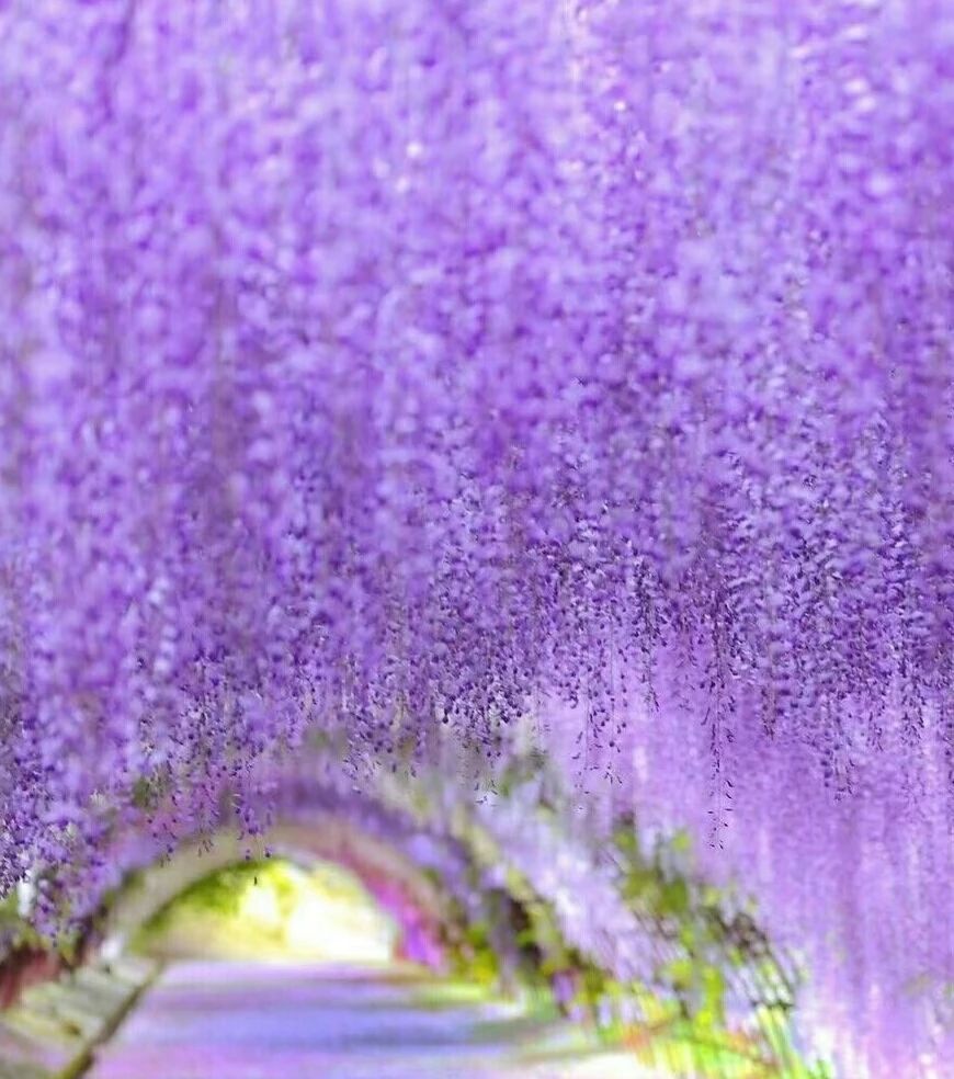 The Wisteria Tunnel