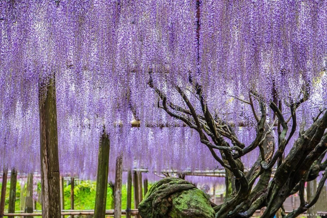 The Wisteria Tunnel