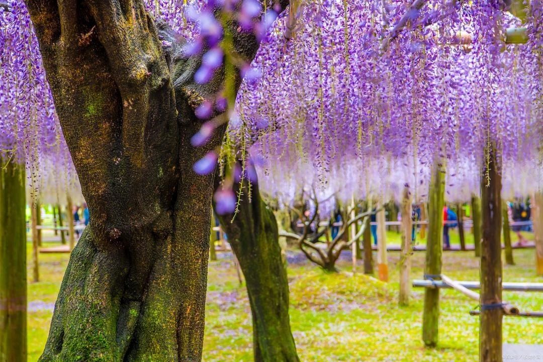 The Wisteria Tunnel