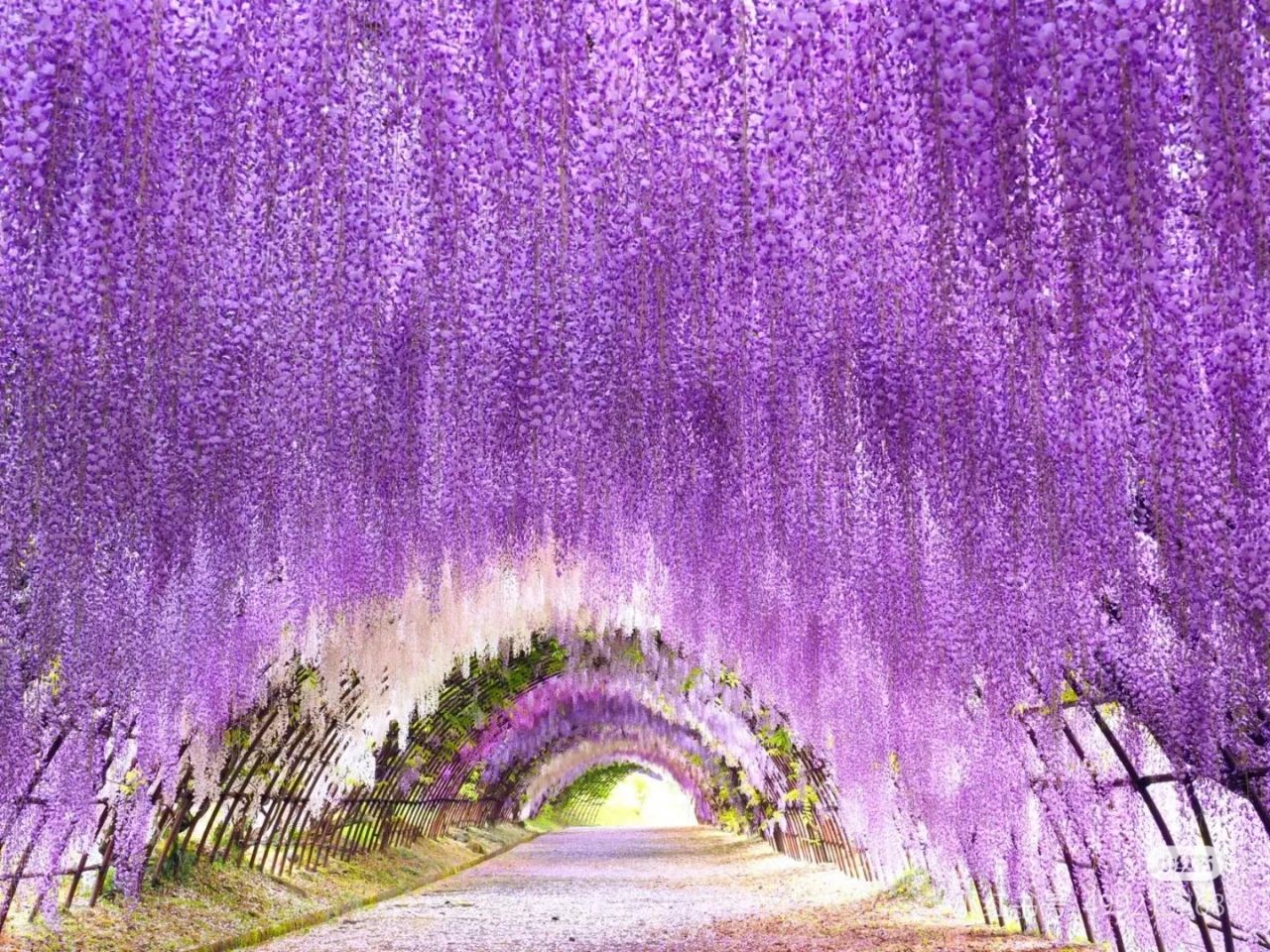 The Wisteria Tunnel