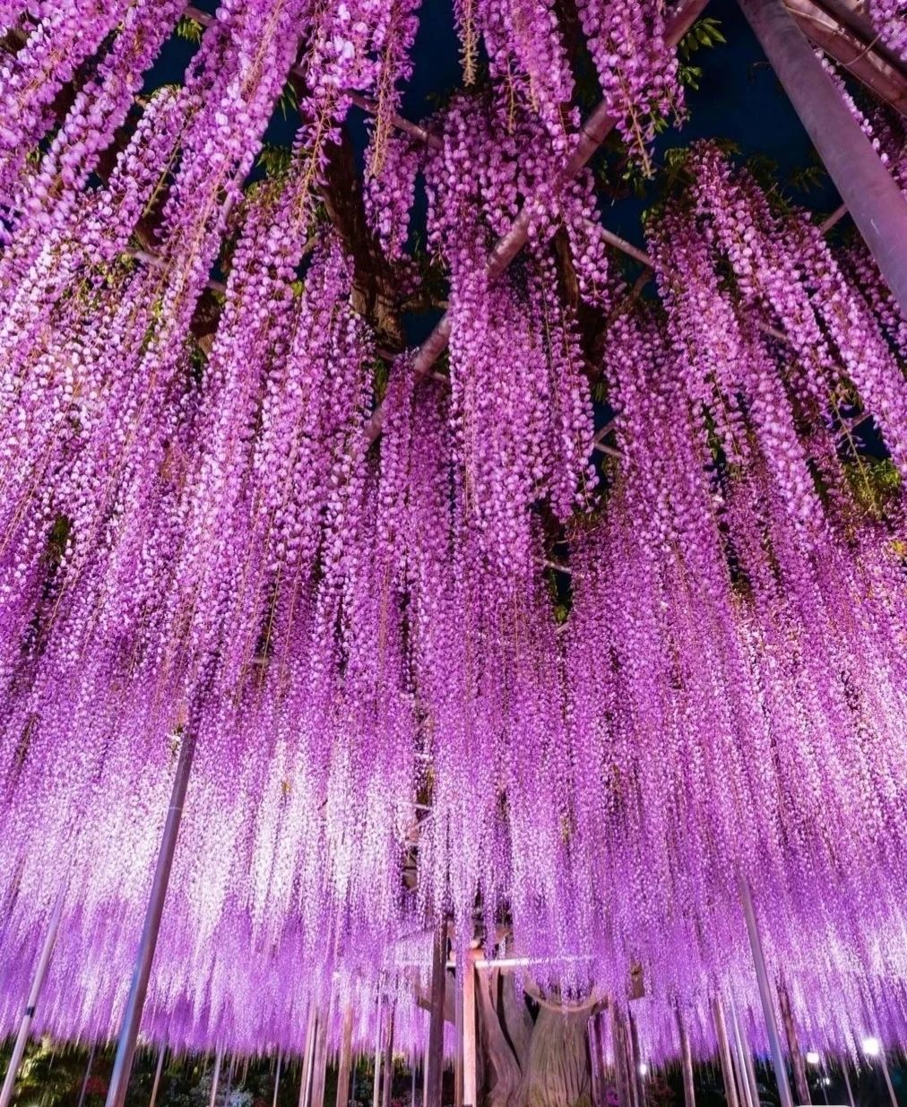 The Wisteria Tunnel