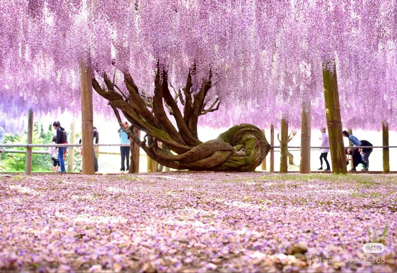 The Wisteria Tunnel