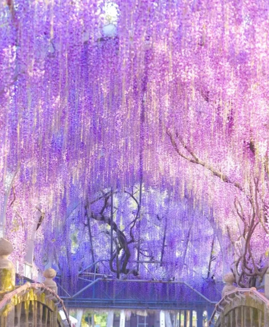 The Wisteria Tunnel