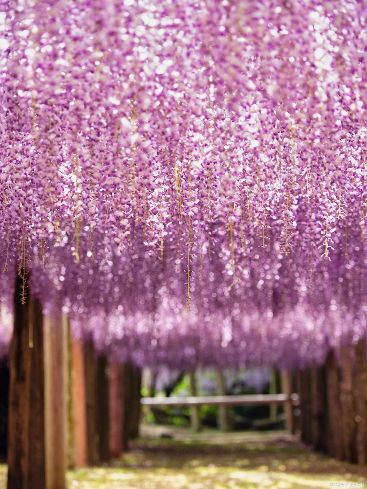 The Wisteria Tunnel