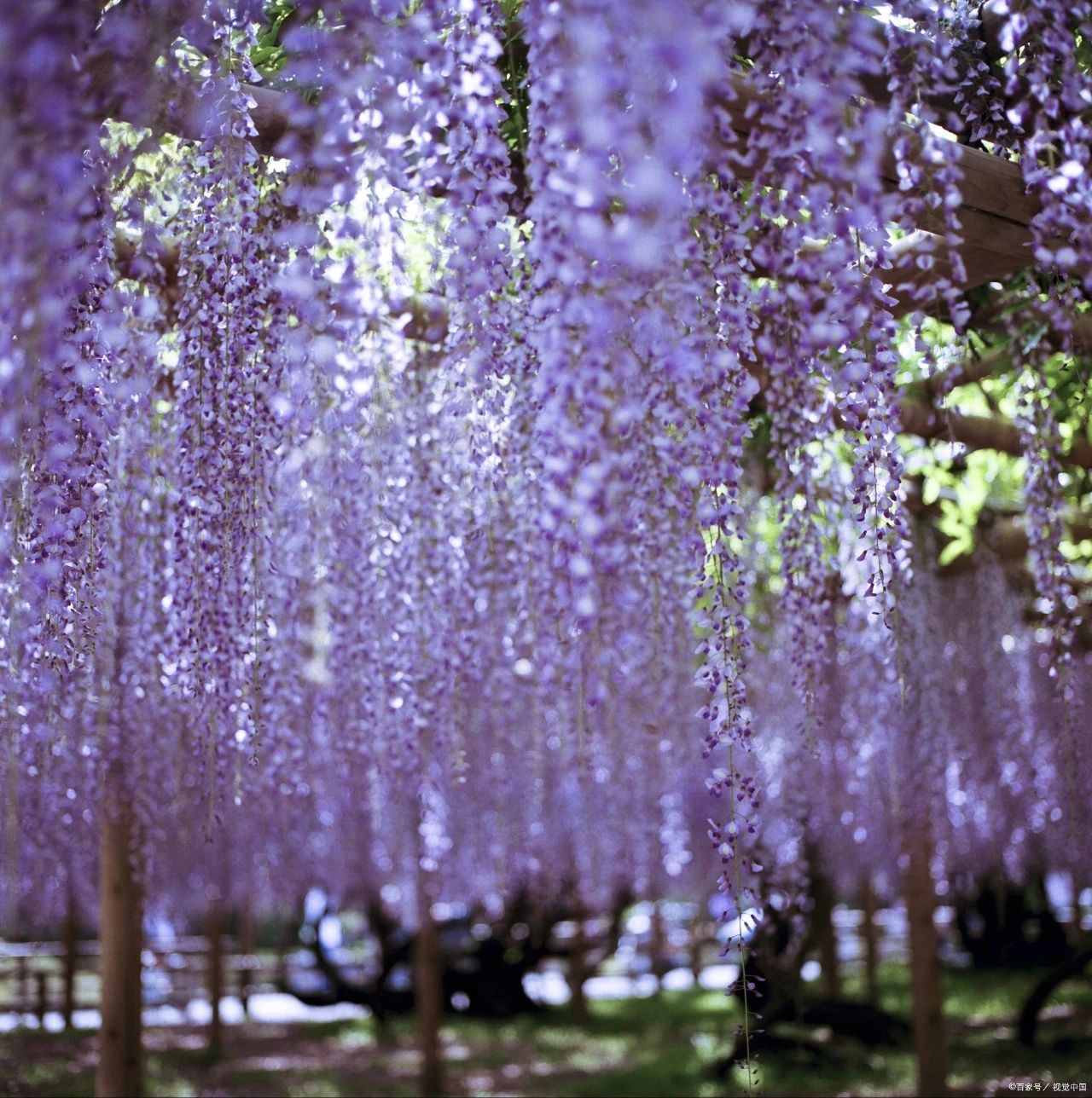 The Wisteria Tunnel