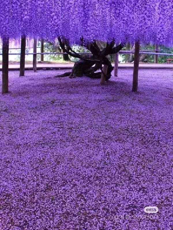 The Wisteria Tunnel