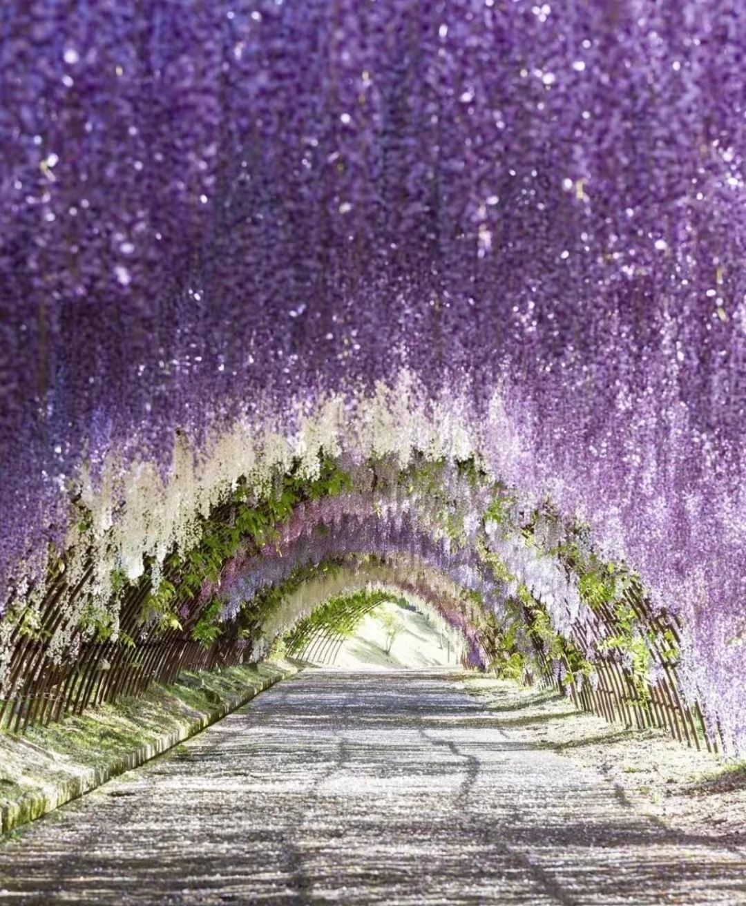 The Wisteria Tunnel