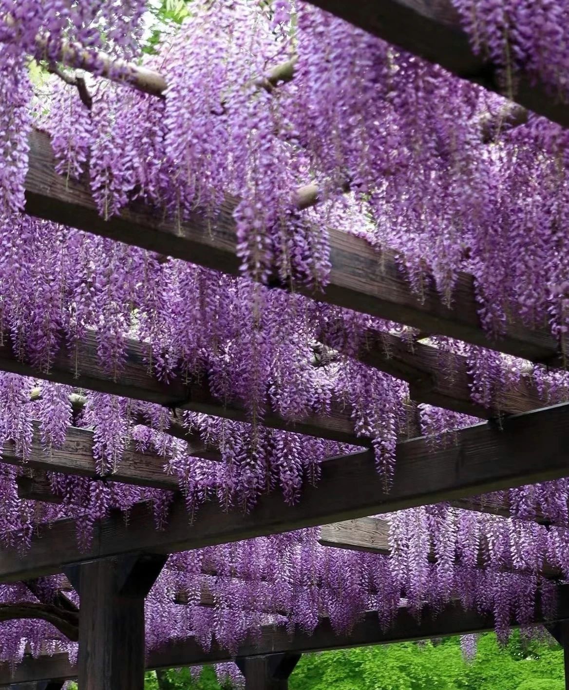 The Wisteria Tunnel