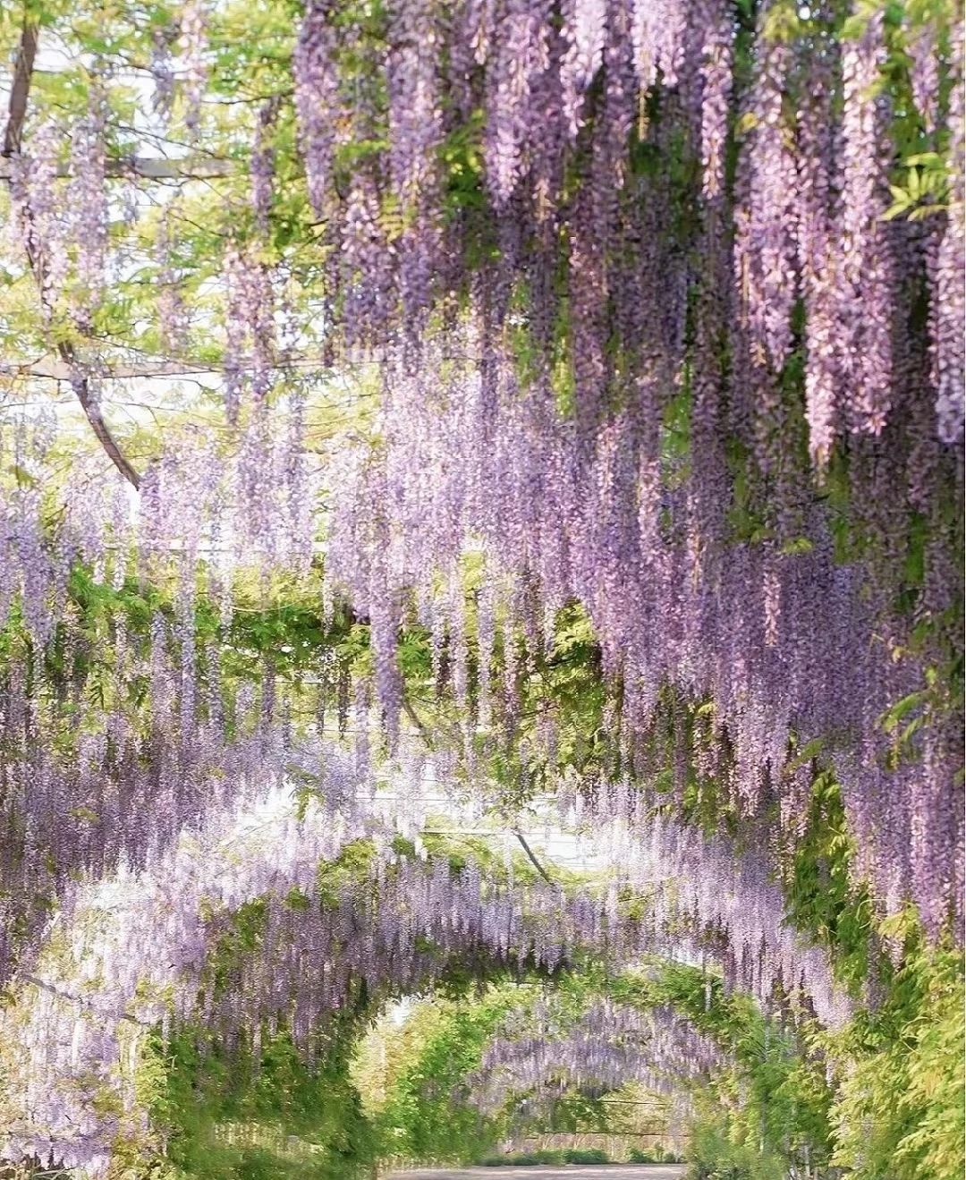 The Wisteria Tunnel