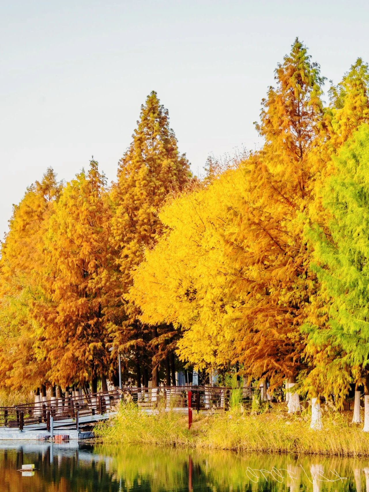 🍂Yangcheng Lake in autumn is a spiritual oasis for Suzhou people ❗️