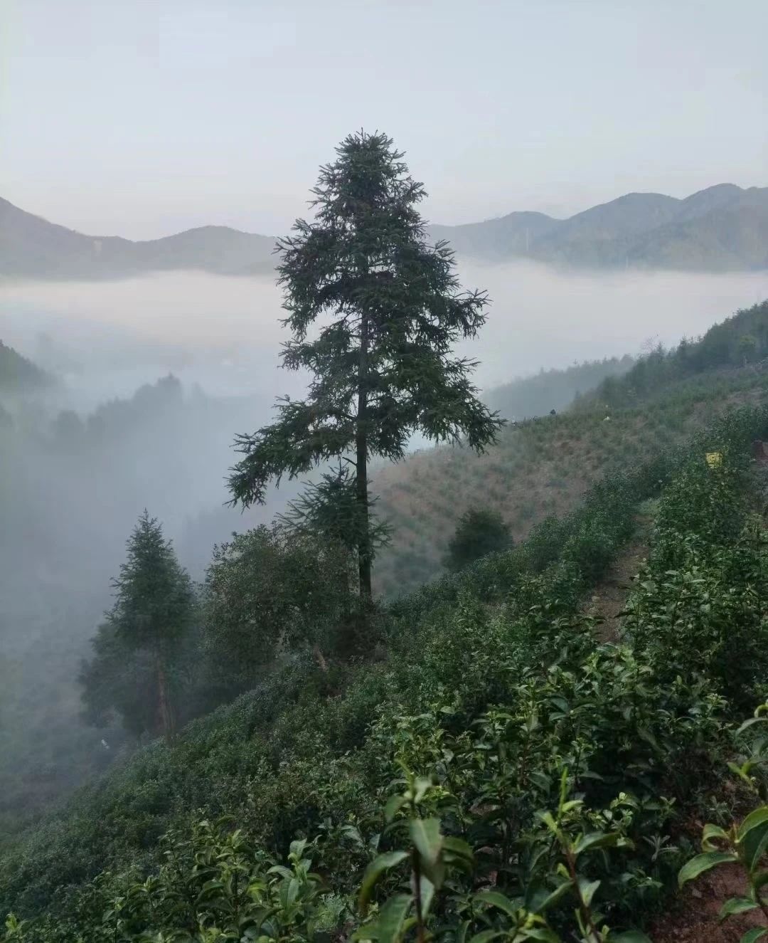 Panglong Village, an Ancient Village with Tea Fragrance