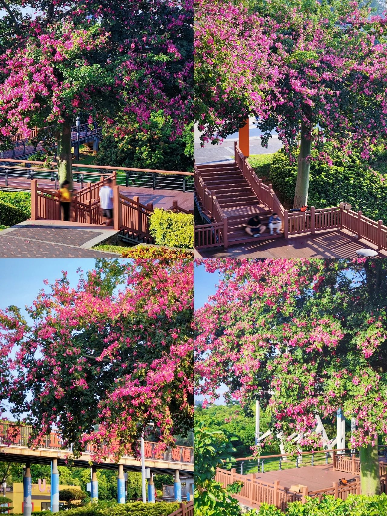 Shenzhen Lixin Lake Park❗Beautiful Iso-Cottonwood in full bloom🌸