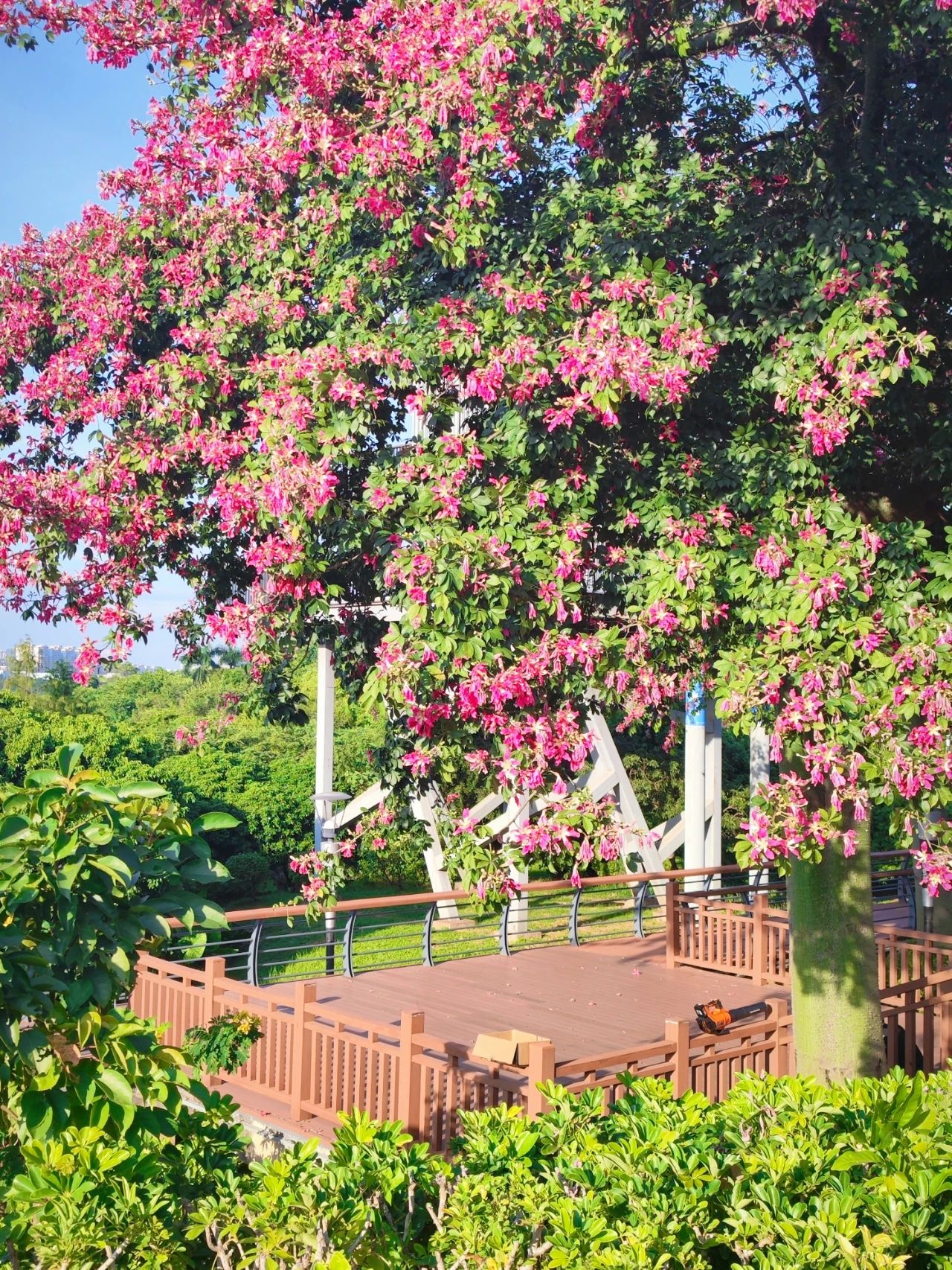 Shenzhen Lixin Lake Park❗Beautiful Iso-Cottonwood in full bloom