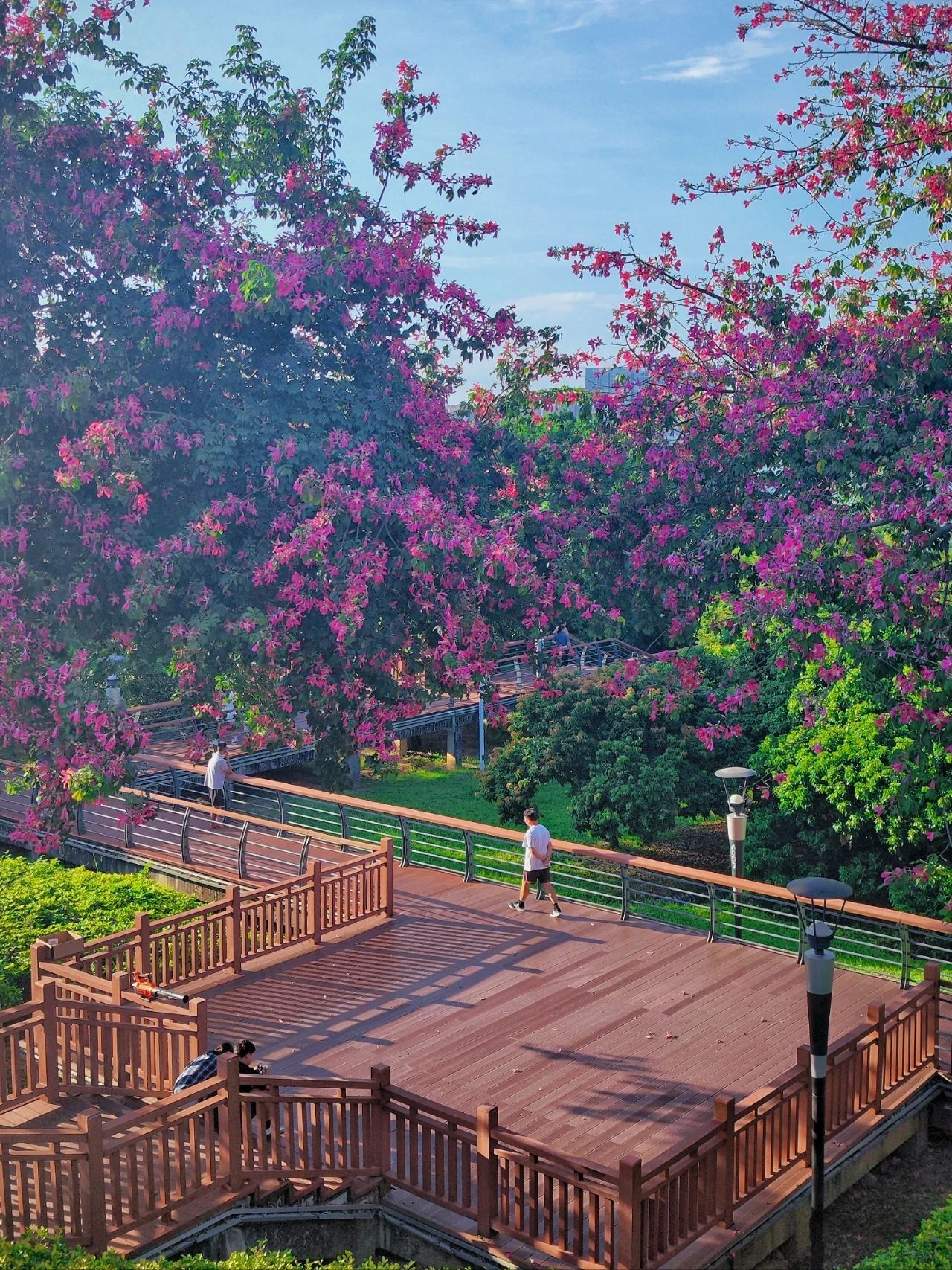 Shenzhen Lixin Lake Park❗Beautiful Iso-Cottonwood in full bloom