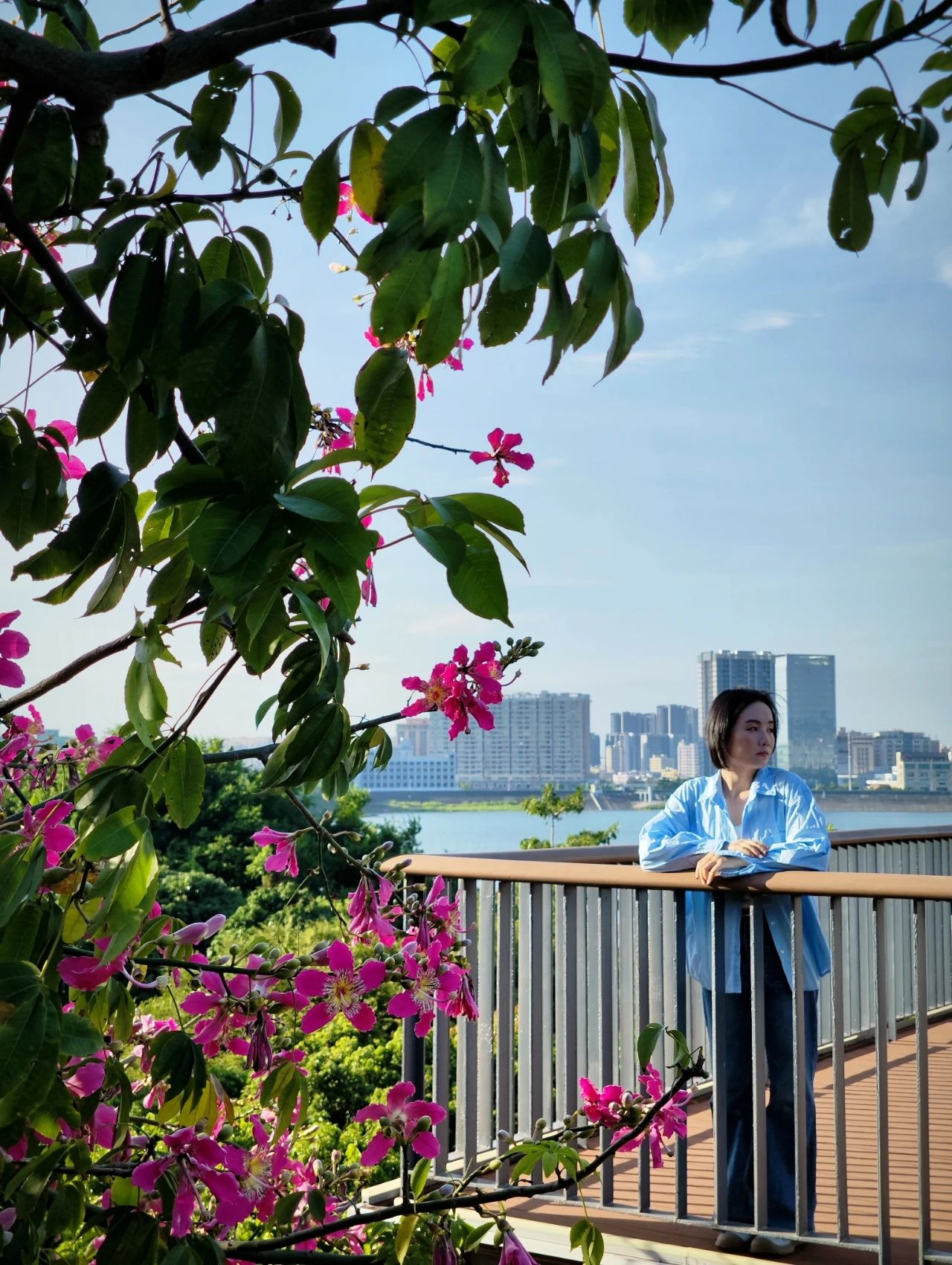 Shenzhen Lixin Lake Park❗Beautiful Iso-Cottonwood in full bloom