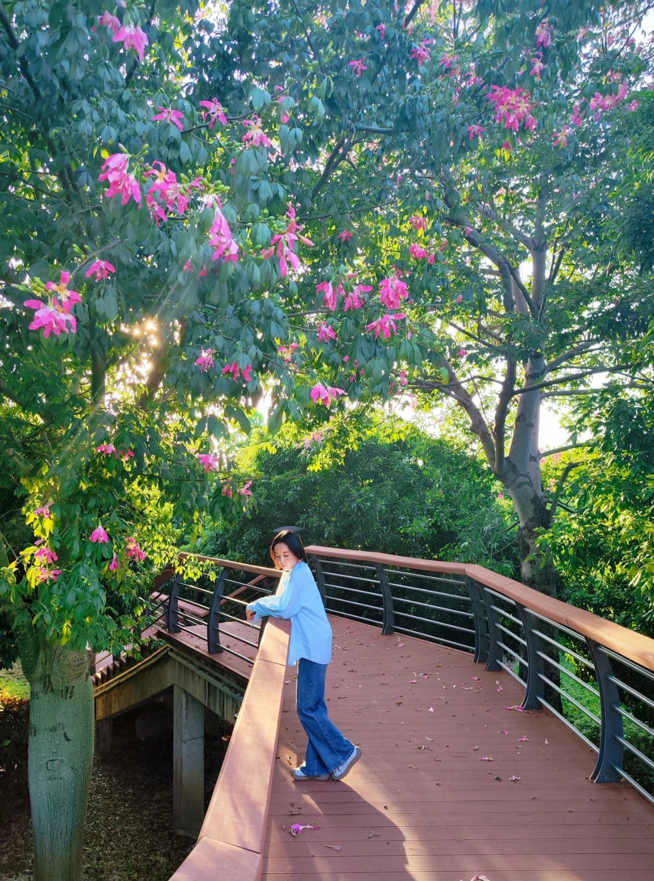 Shenzhen Lixin Lake Park❗Beautiful Iso-Cottonwood in full bloom