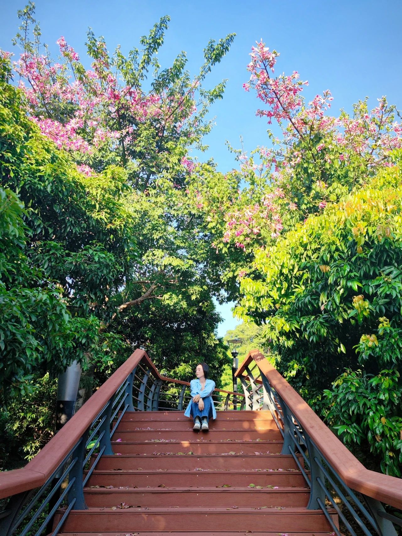 Shenzhen Lixin Lake Park❗Beautiful Iso-Cottonwood in full bloom