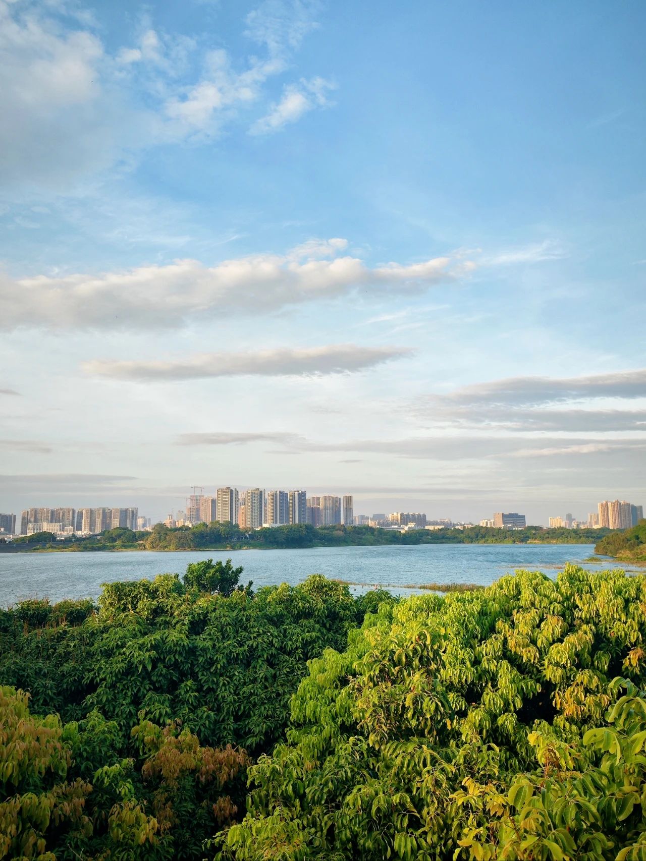 Shenzhen Lixin Lake Park❗Beautiful Iso-Cottonwood in full bloom