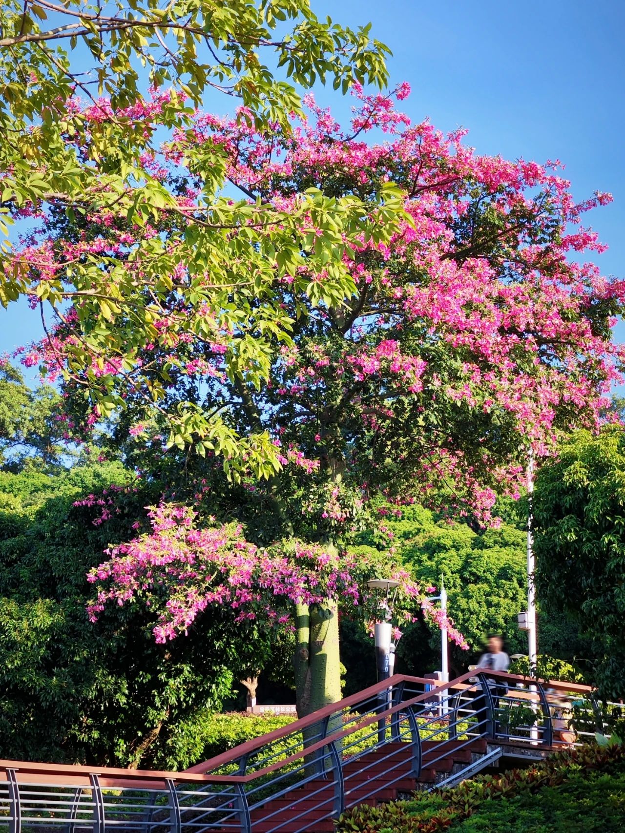 Shenzhen Lixin Lake Park❗Beautiful Iso-Cottonwood in full bloom