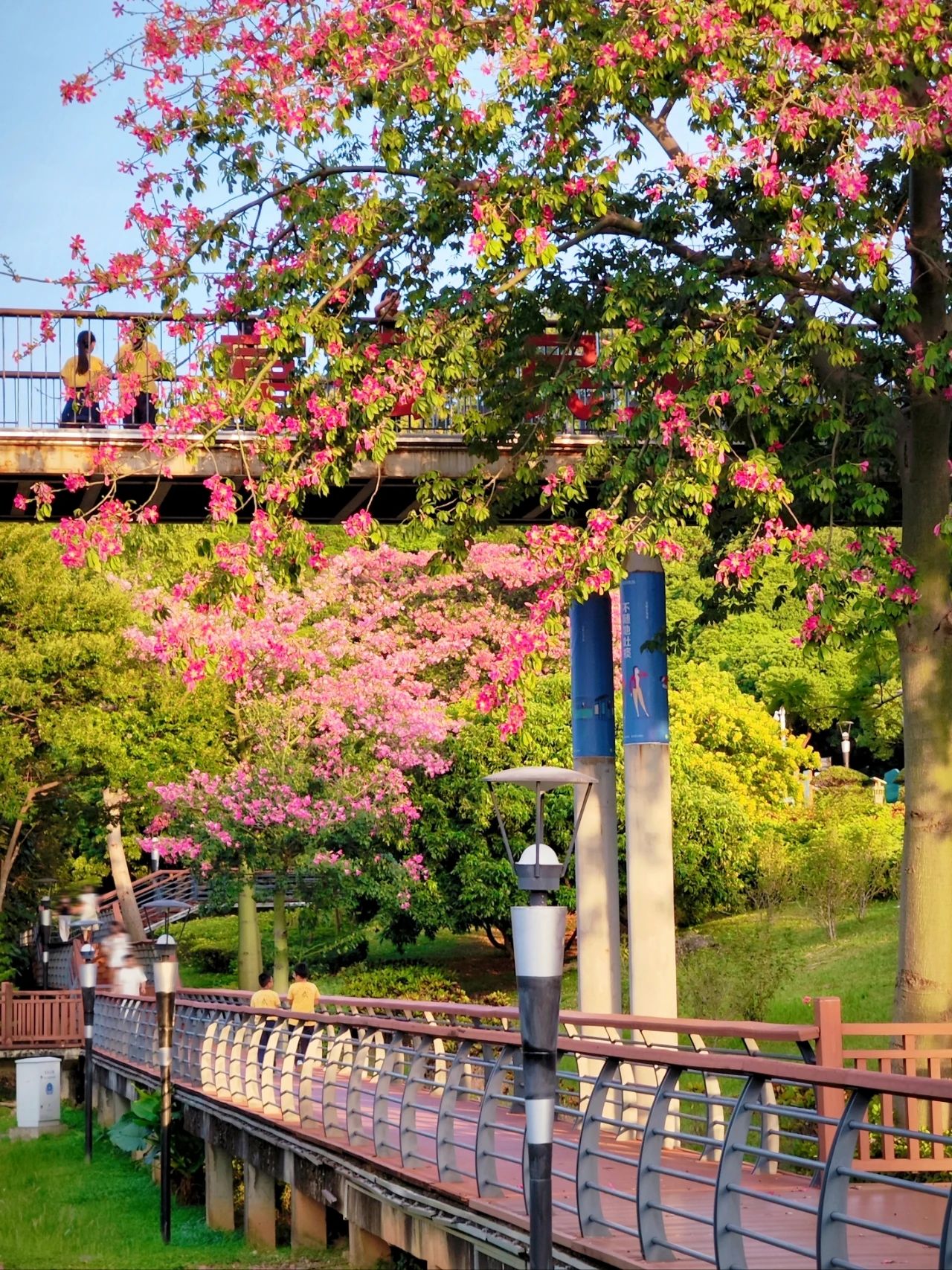 Shenzhen Lixin Lake Park❗Beautiful Iso-Cottonwood in full bloom