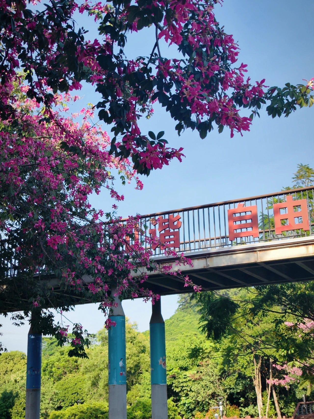 Shenzhen Lixin Lake Park❗Beautiful Iso-Cottonwood in full bloom