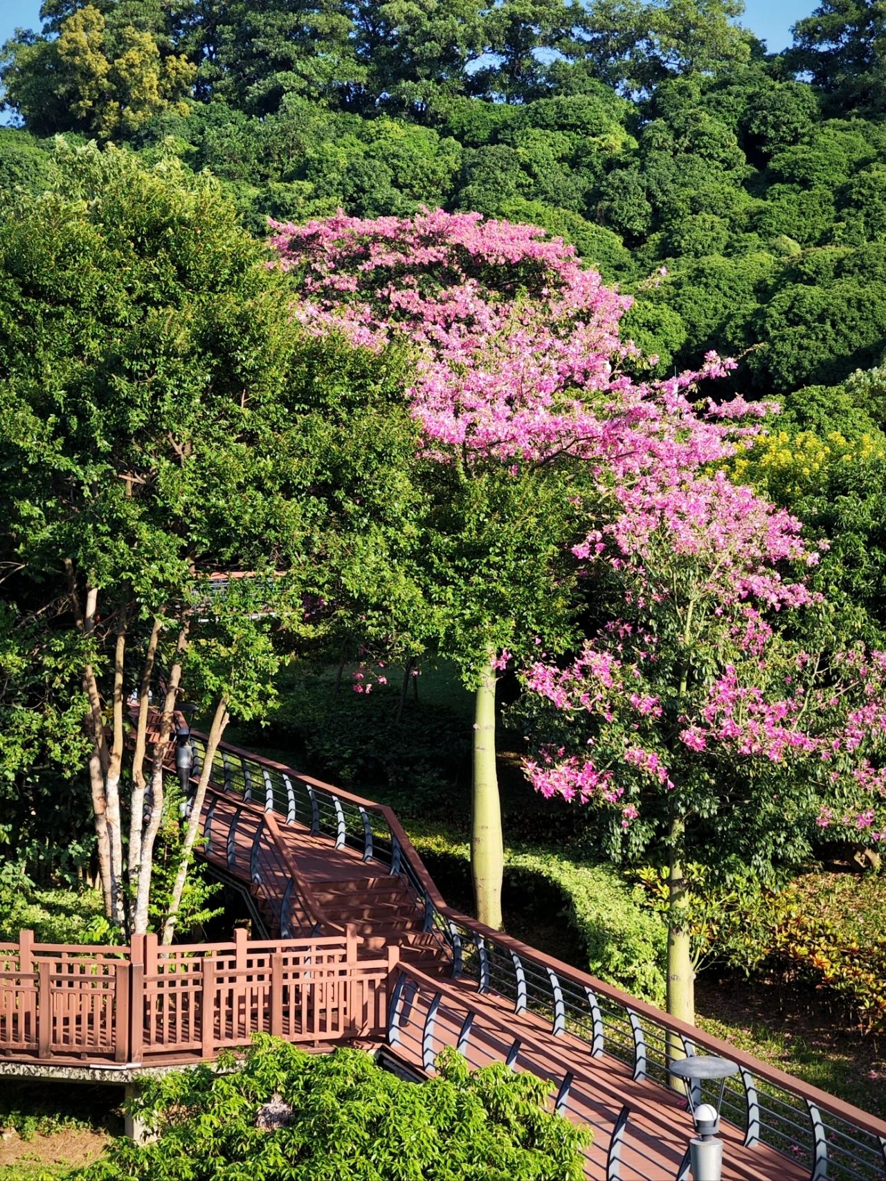 Shenzhen Lixin Lake Park❗Beautiful Iso-Cottonwood in full bloom