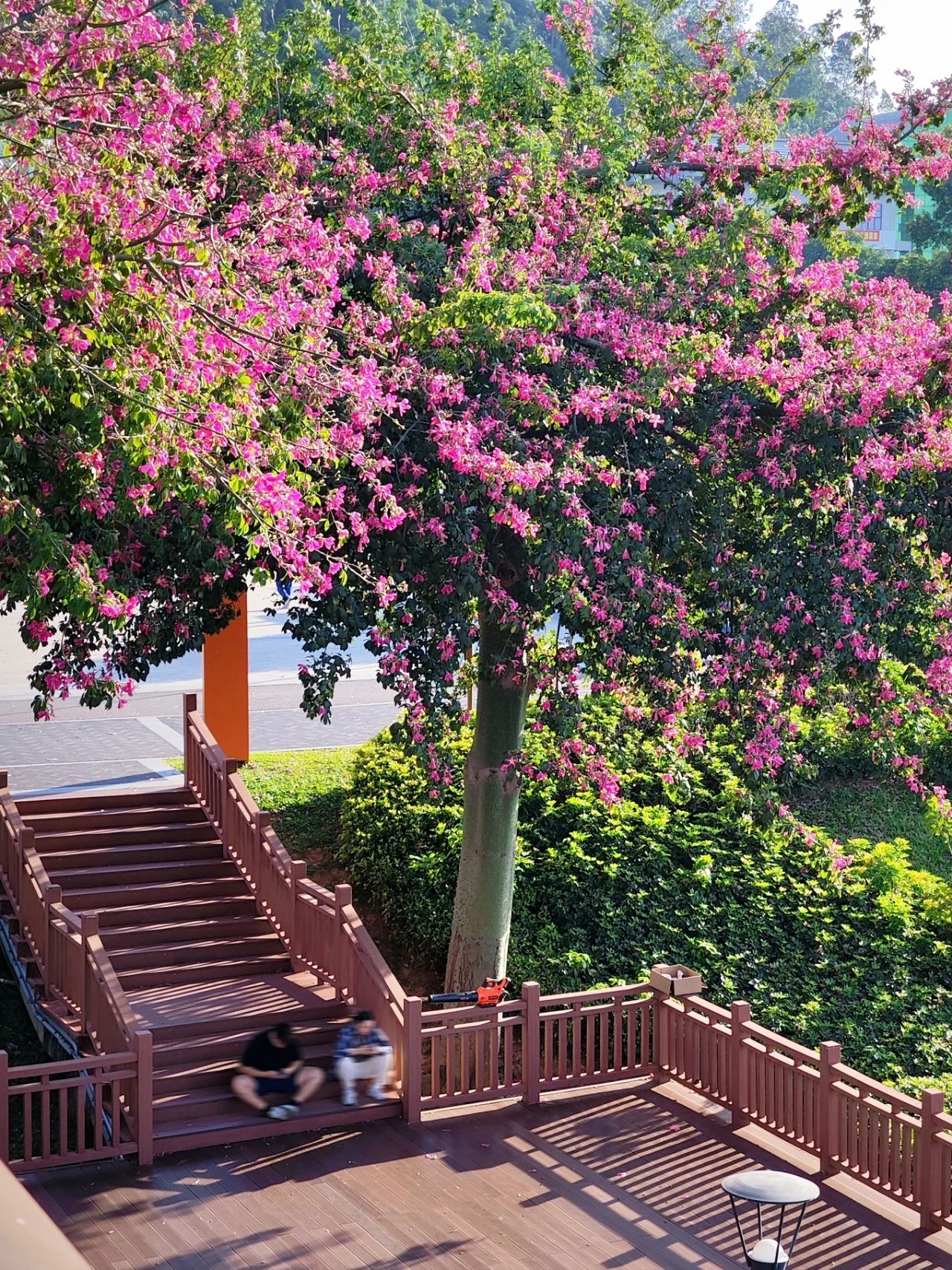 Shenzhen Lixin Lake Park❗Beautiful Iso-Cottonwood in full bloom