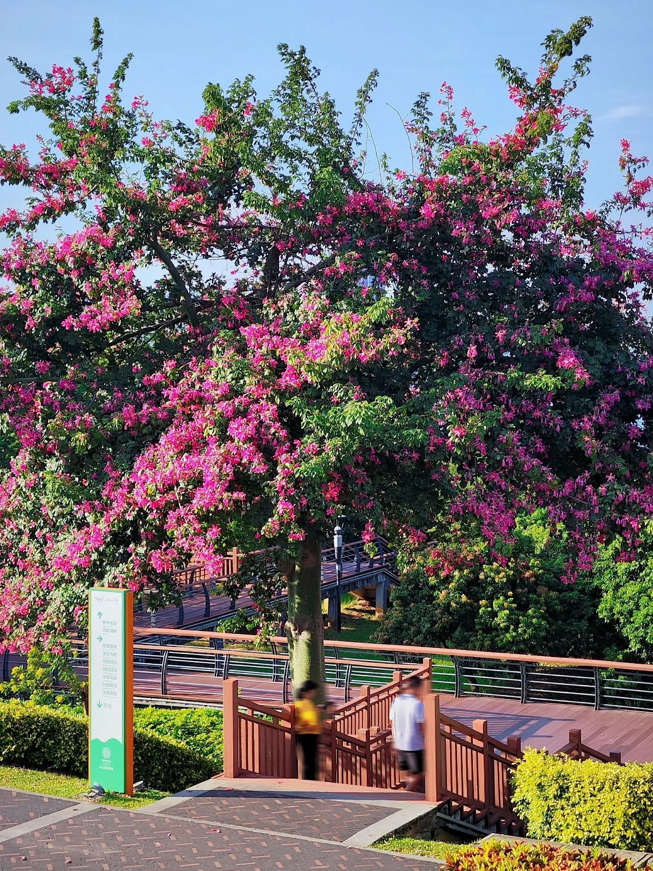 Shenzhen Lixin Lake Park❗Beautiful Iso-Cottonwood in full bloom