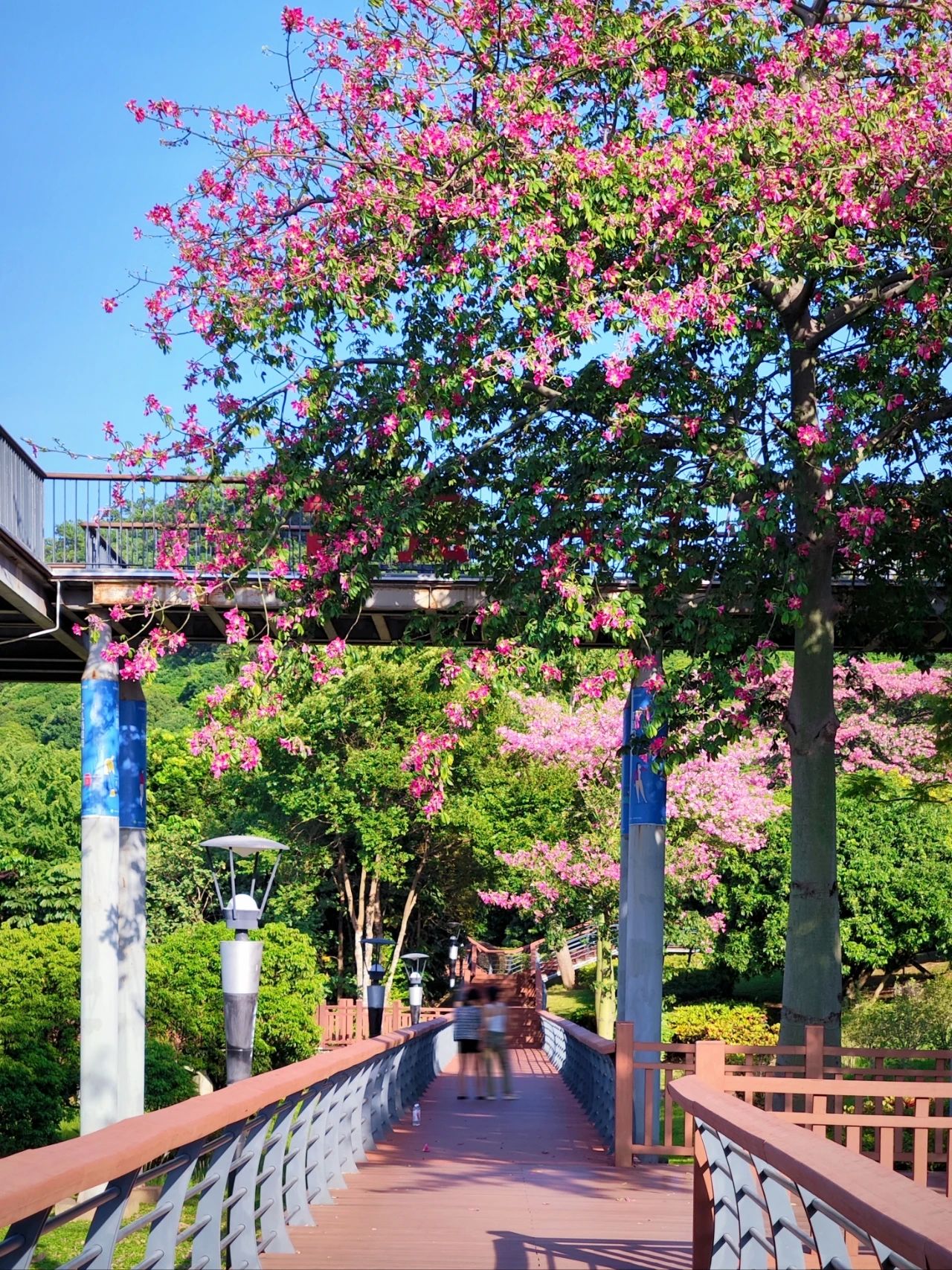 Shenzhen Lixin Lake Park❗Beautiful Iso-Cottonwood in full bloom