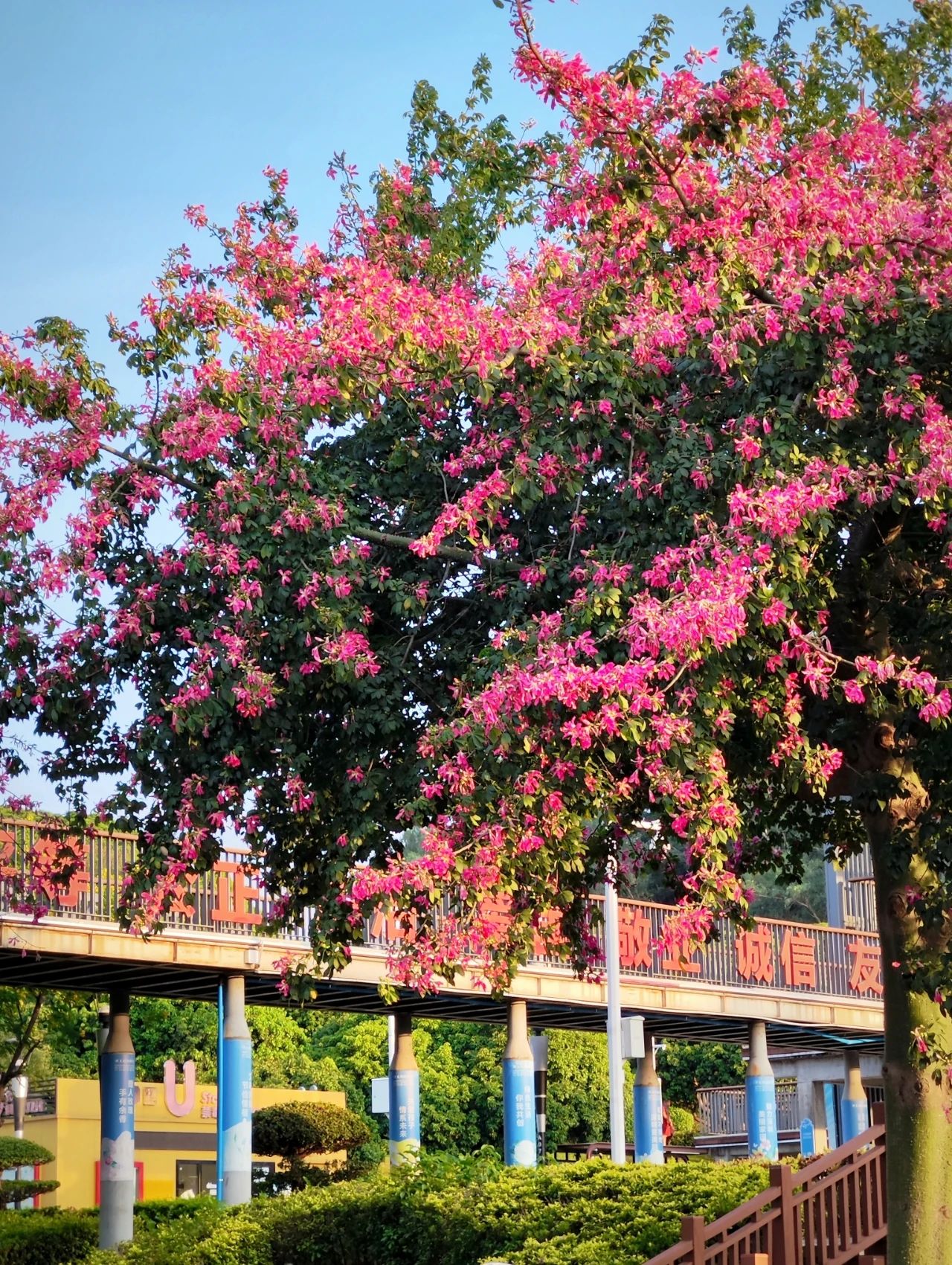 Shenzhen Lixin Lake Park❗Beautiful Iso-Cottonwood in full bloom