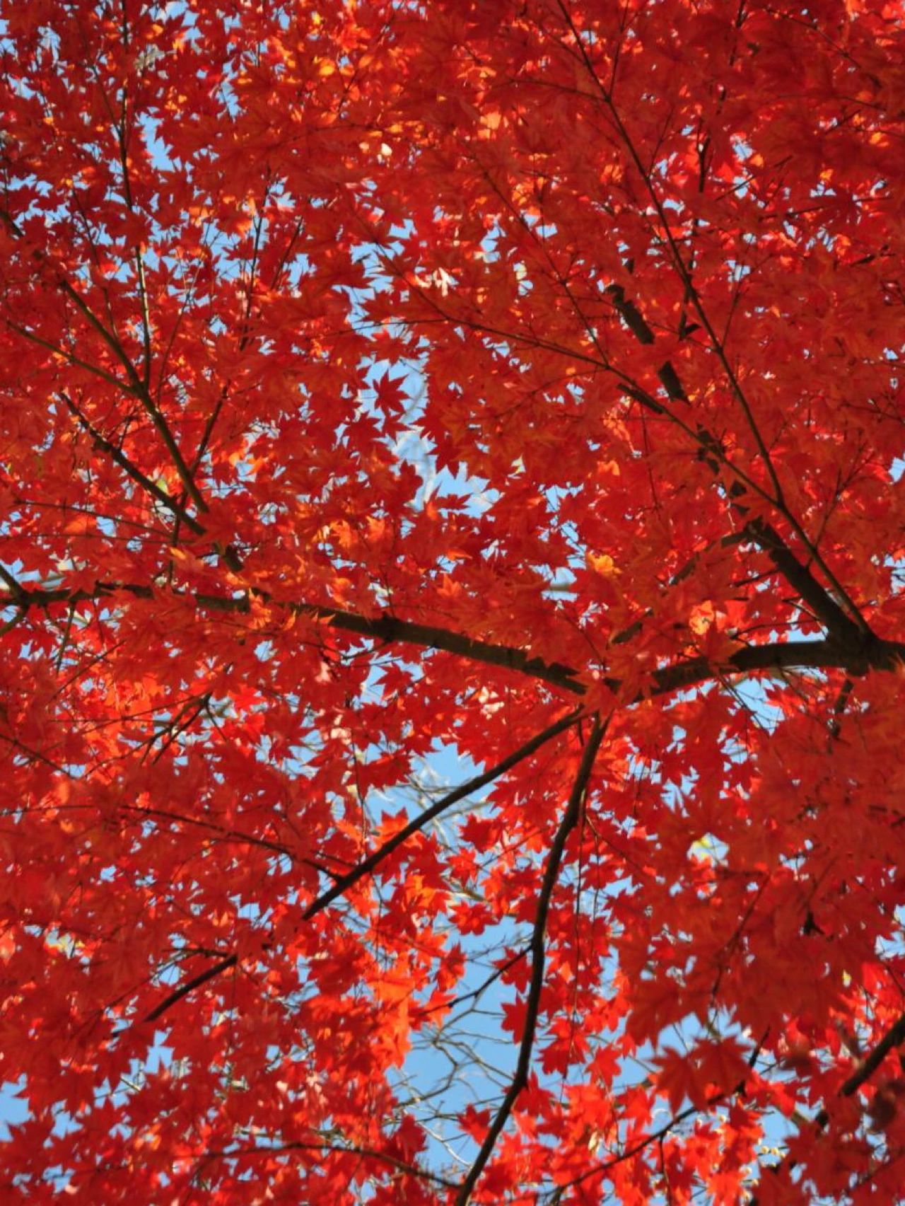 Zizhuyuan Park｜Beijing's limited beauty in autumn, you'll have to wait another year to miss it.