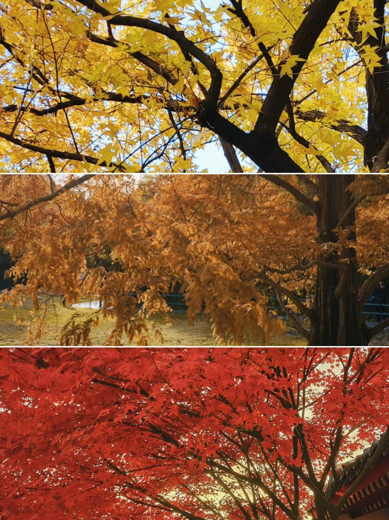 Zizhuyuan Park in autumn