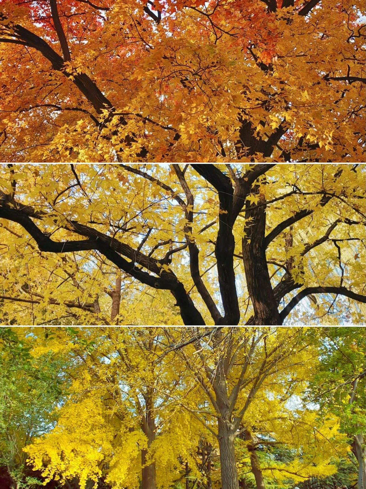 Zizhuyuan Park in autumn