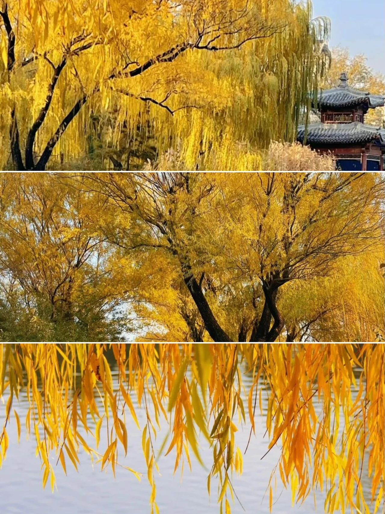 Zizhuyuan Park in autumn