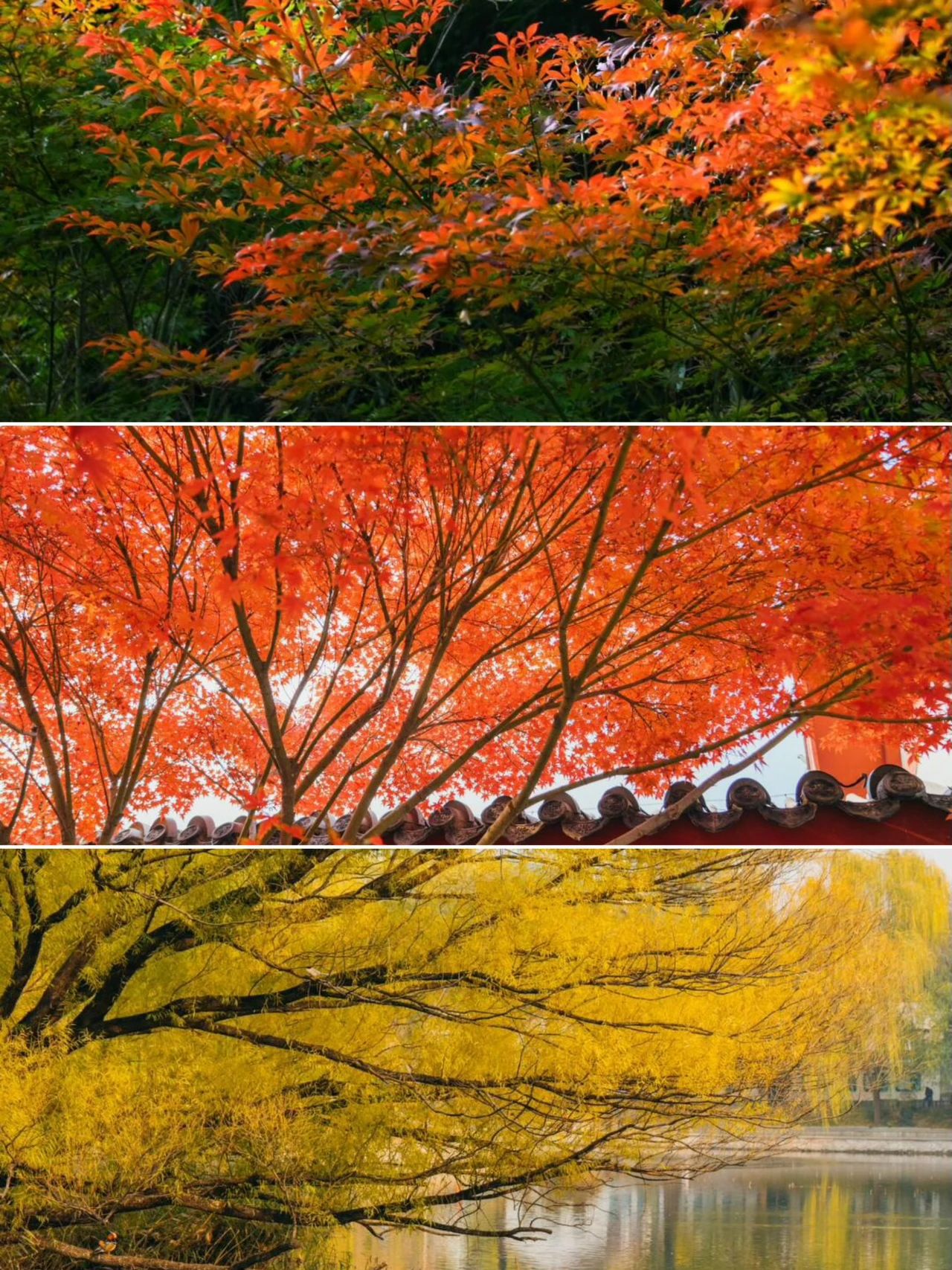 Zizhuyuan Park in autumn