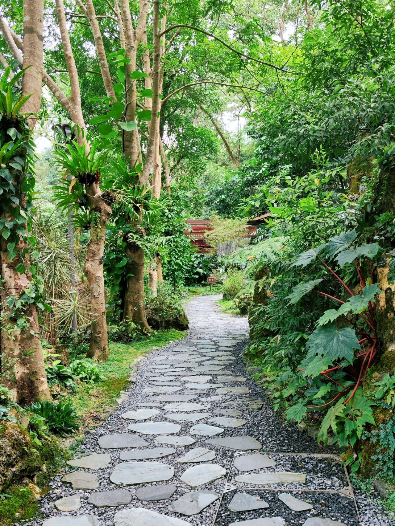 Xianhu Botanical Garden - Chicory Moss Garden