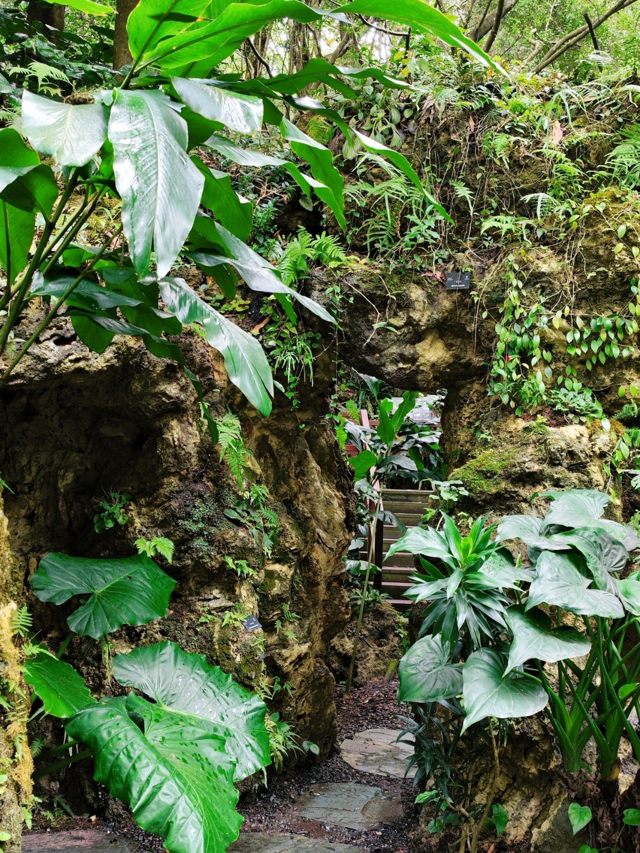 Xianhu Botanical Garden - Chicory Moss Garden