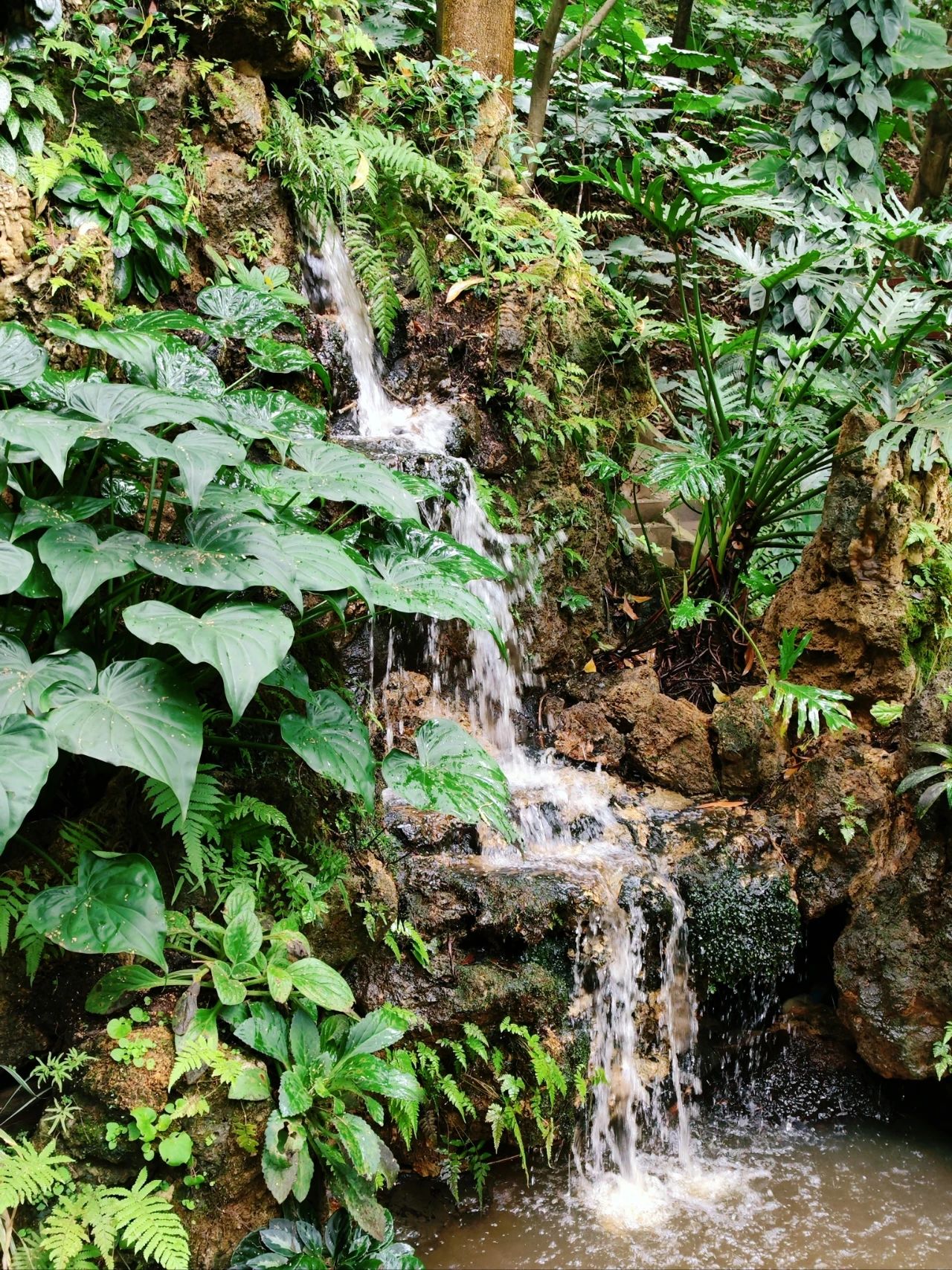 Xianhu Botanical Garden - Chicory Moss Garden