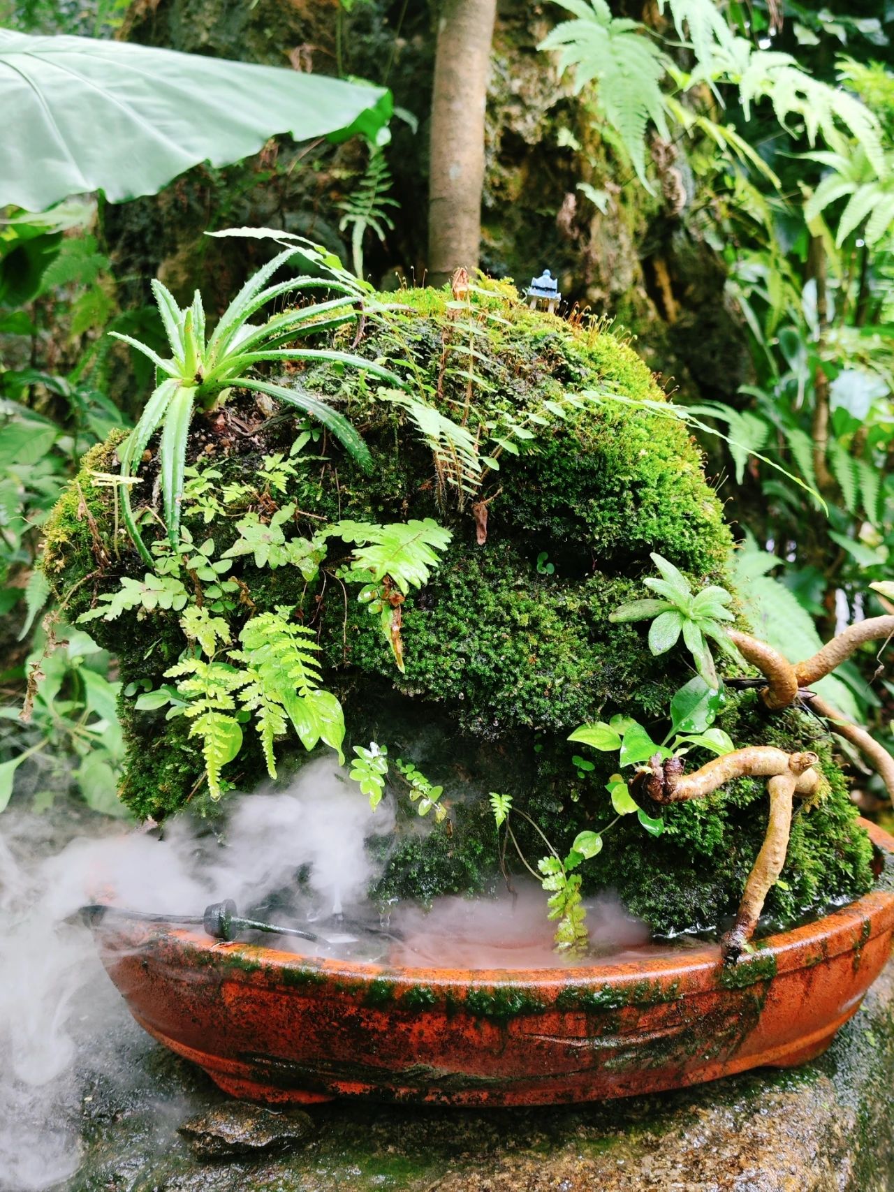 Xianhu Botanical Garden - Chicory Moss Garden