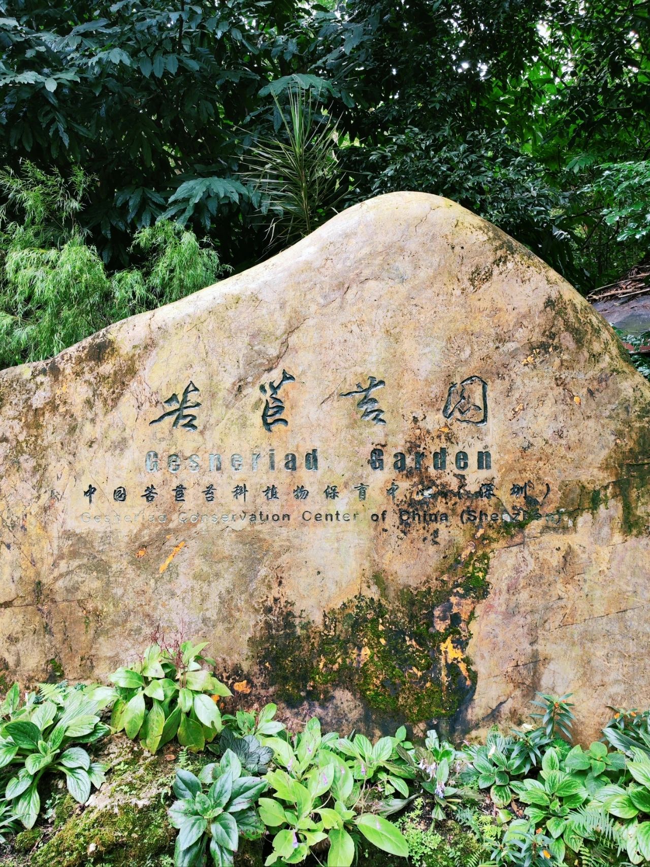 Xianhu Botanical Garden - Chicory Moss Garden