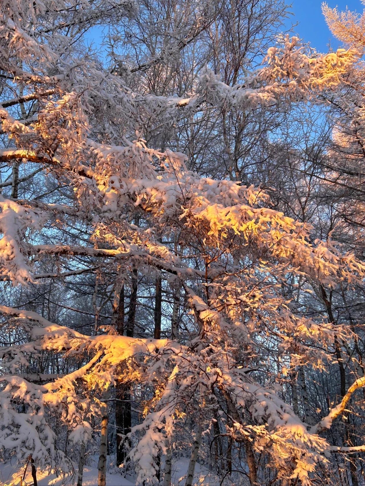 Freezing fog in Arshan