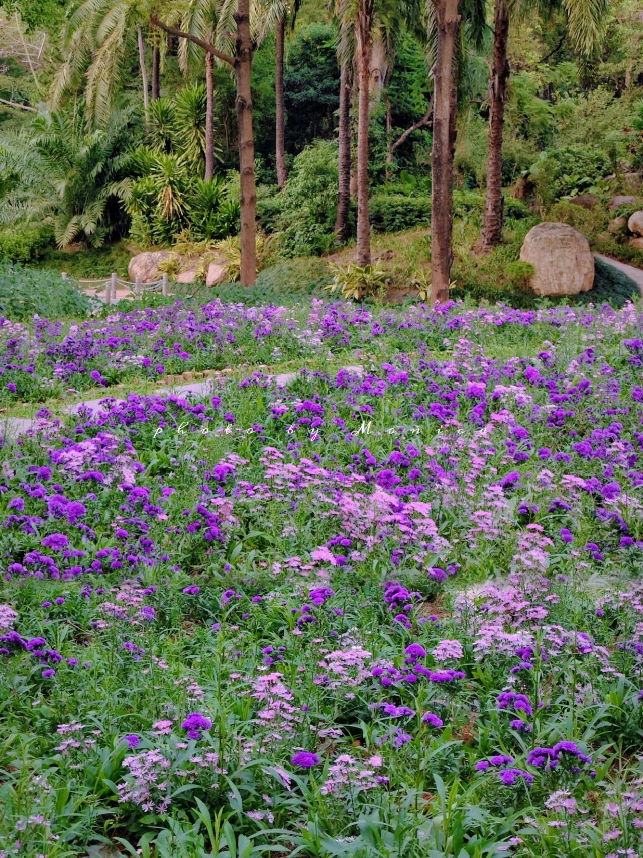 Shenzhen free tour ❗ Garden Park Dutch chrysanthemums bloom, beautiful as Monet's oil paintings 🖼️