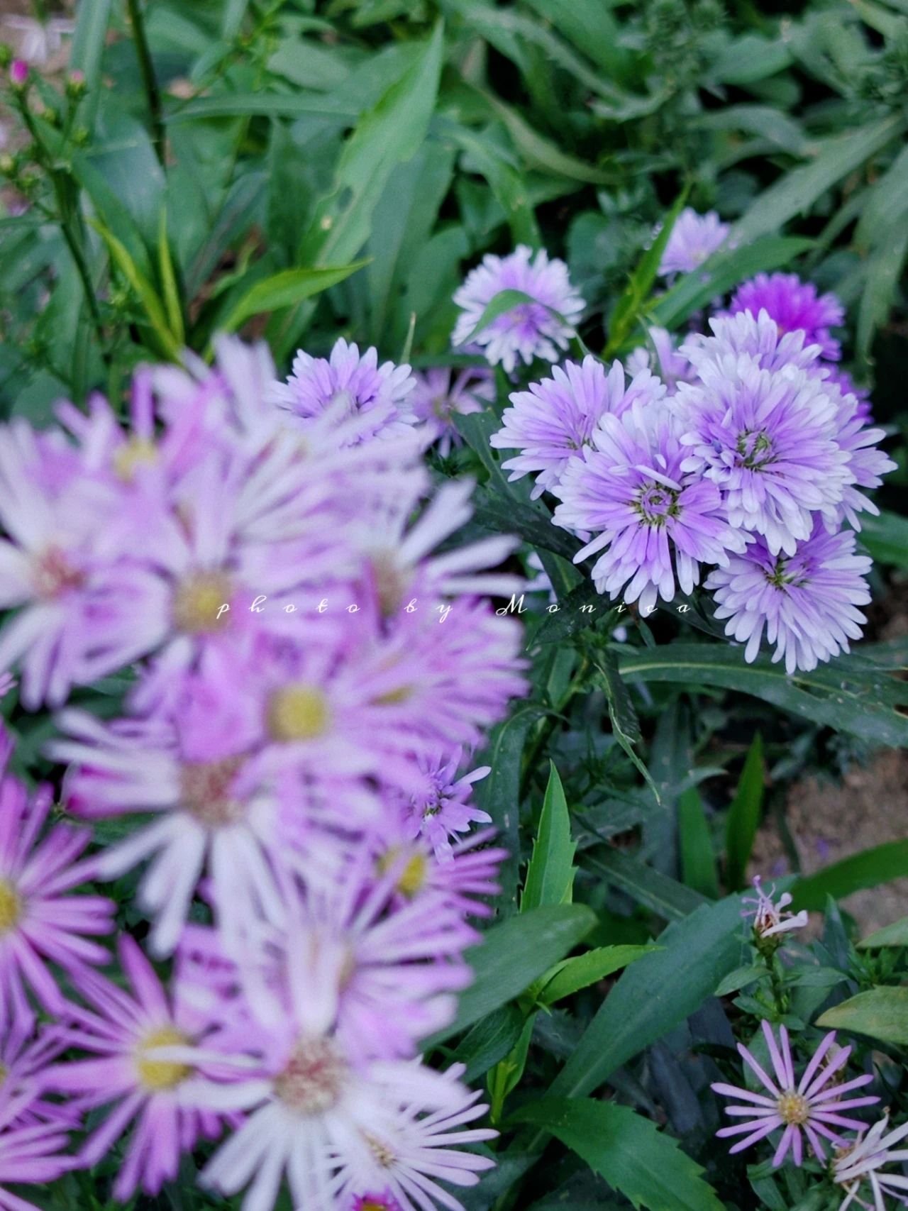 Garden Park Dutch chrysanthemums bloom