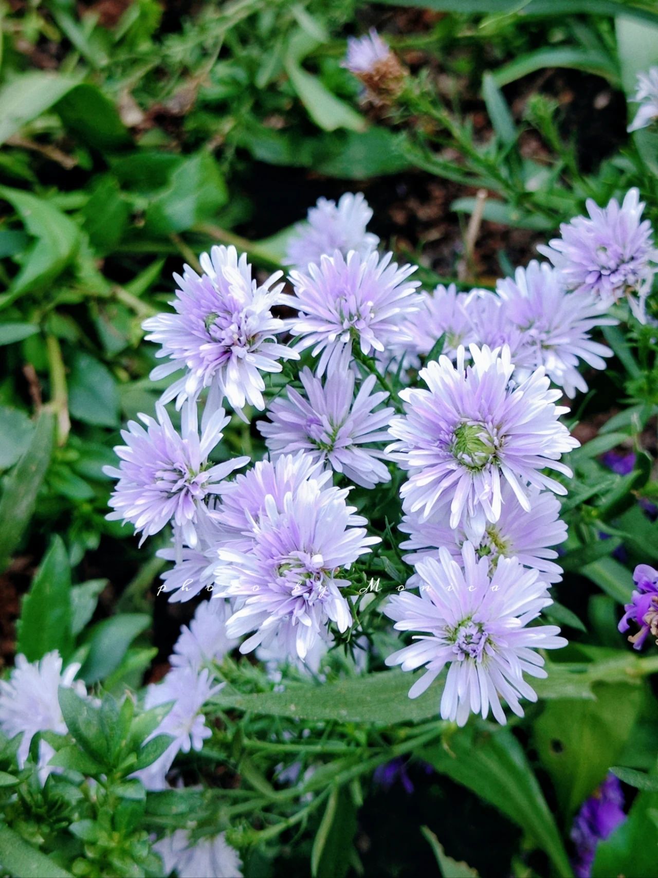 Garden Park Dutch chrysanthemums bloom