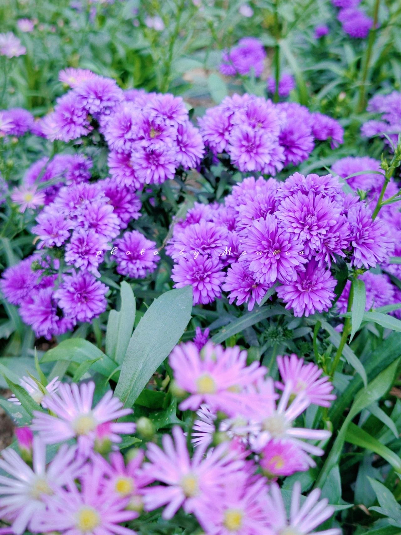 Garden Park Dutch chrysanthemums bloom