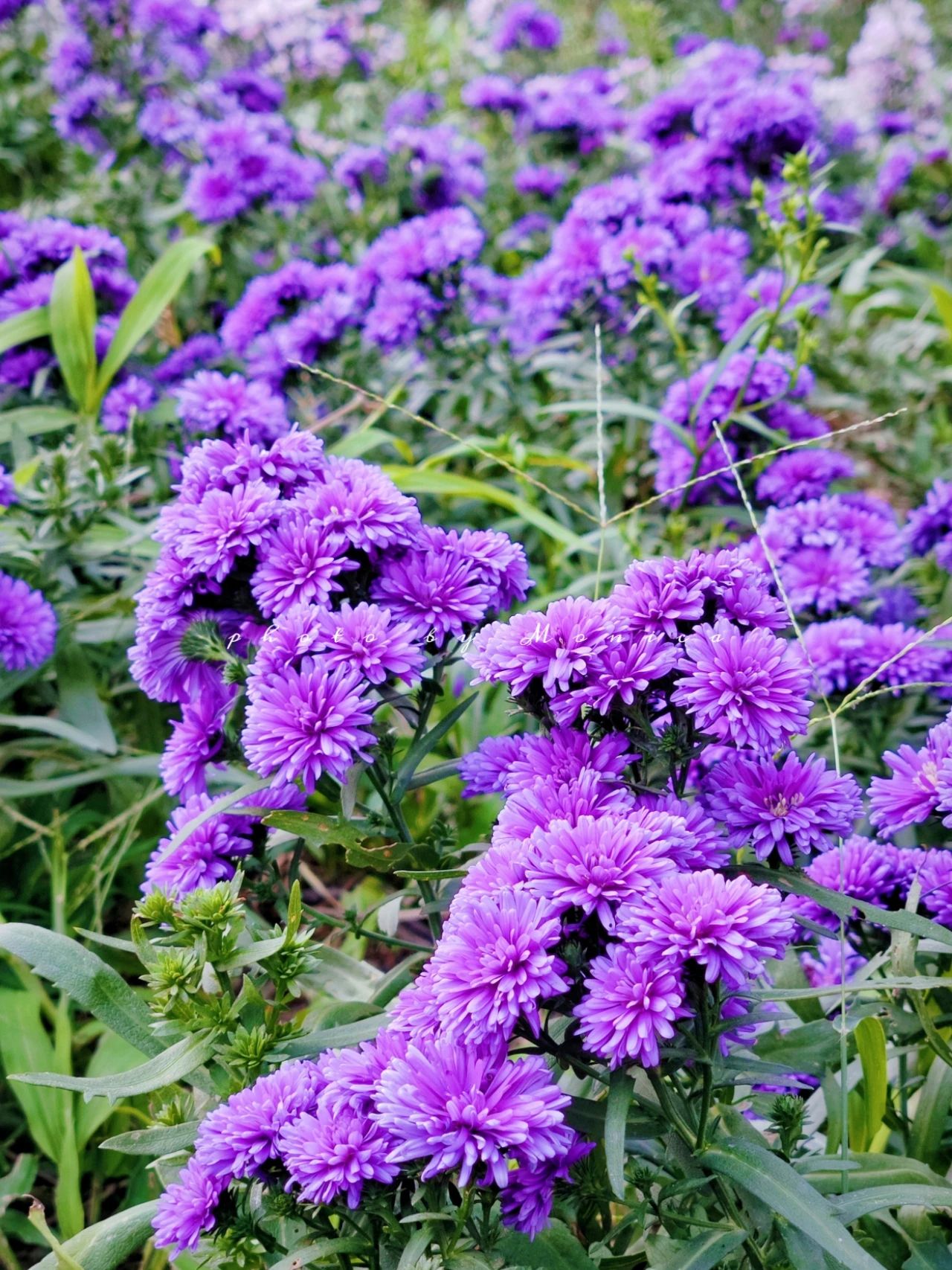 Garden Park Dutch chrysanthemums bloom