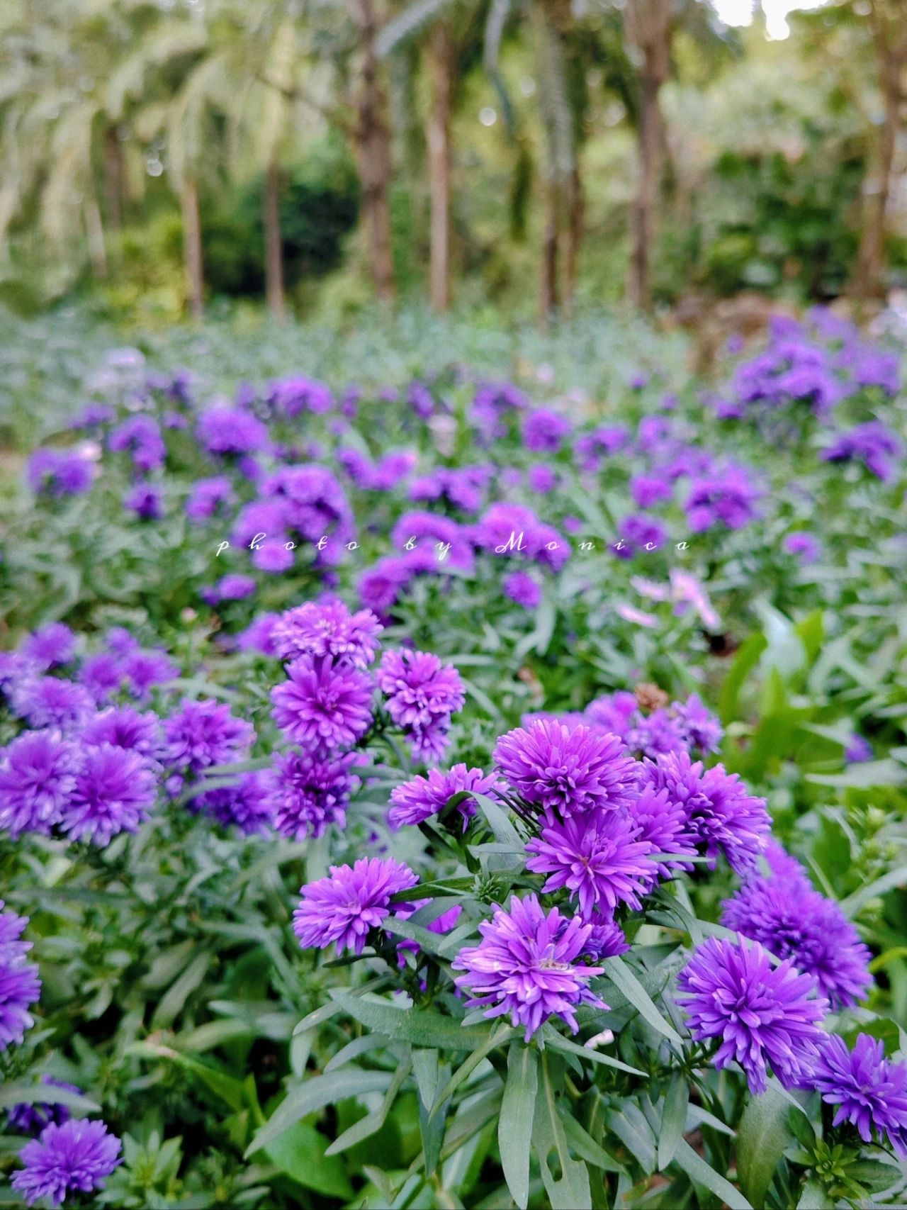 Garden Park Dutch chrysanthemums bloom