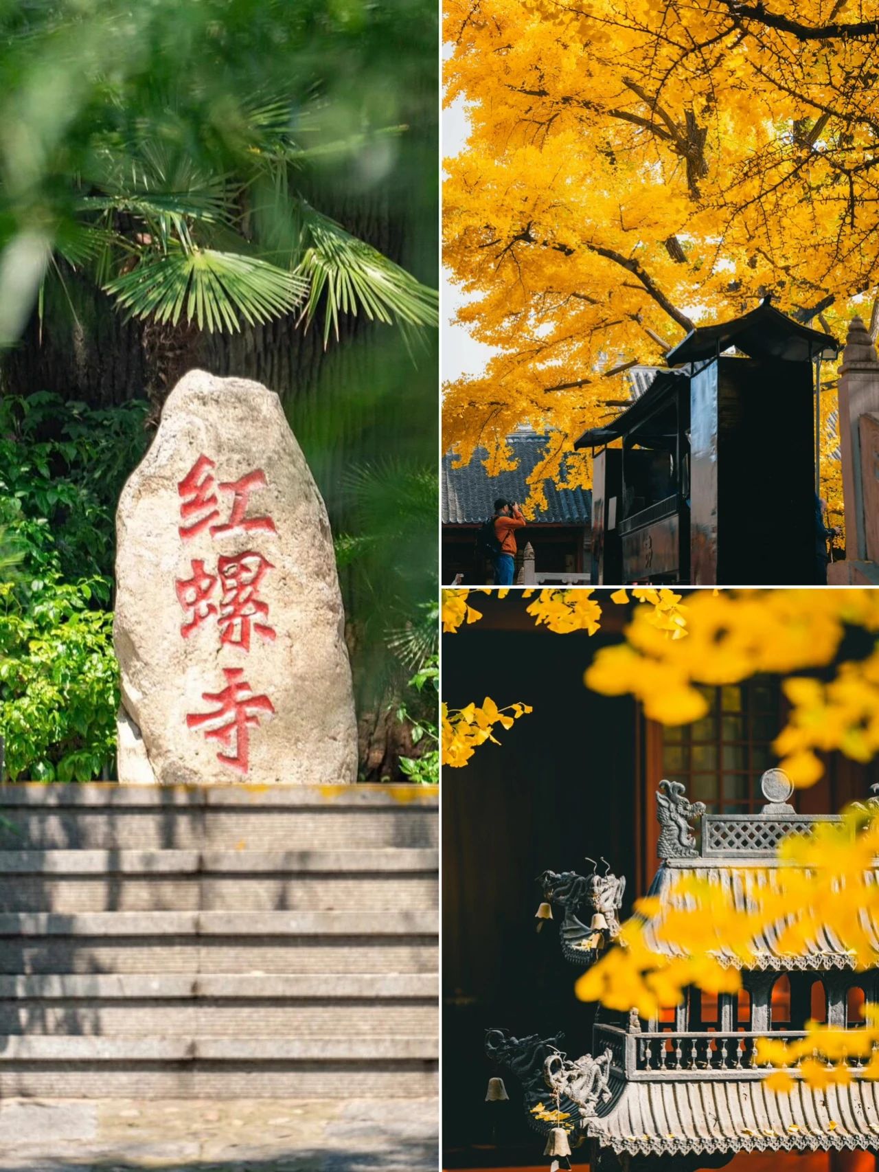 Ginkgo fragrance Hongluo Temple